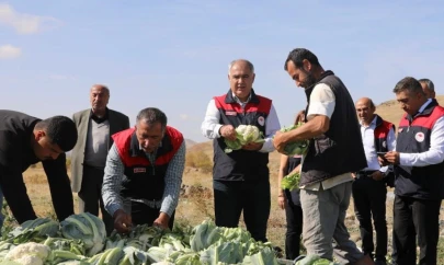 Elazığ'da karnabahar hasadı başladı