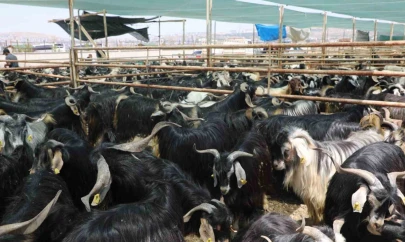 Elazığ'da kurban satış ve kesim alanı belirlendi