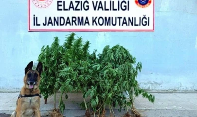 Elazığ'da tapulu arazide kenevir ele geçirildi