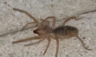 Elazığ'da zehirli etçil sarı kız örümceği görüntülendi