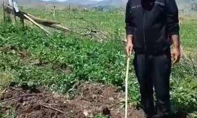 Elazığlı çiftçi, çilek bahçesini talan eden domuzlara sitem etti