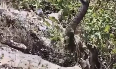 Kamerayla görüntülediği yılanın saldırısına uğradı