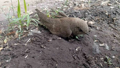 Bitkin halde bulduğu ebabil kuşunu besleyip, doğa koruma ekiplerine teslim etti