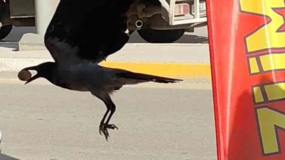 Ceviz çalan karga kameralara yakalandı