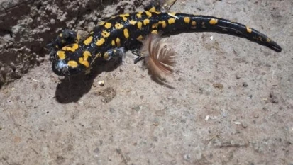 Elazığ'da benekli semender görüldü