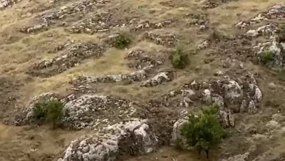 Elazığ'da dağ keçileri sürü halinde görüntülendi