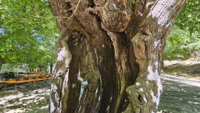Elazığ'da dut ağaçları zamana direniyor