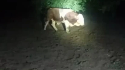 Elazığ'da kaçan boğayı belediye ekipleri yakaladı