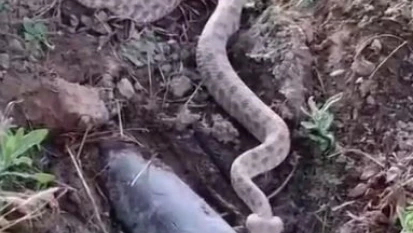 Elazığ'da koca engerek yılanı görüntülendi