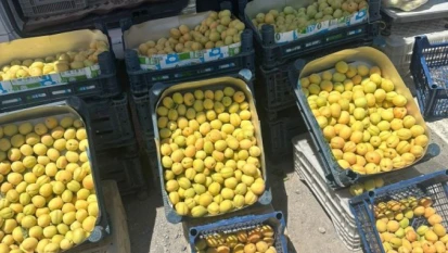Malatya'da Satışa Sunulan Kayısılar Mut Kayısısı Çıktı