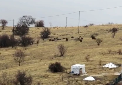Aç kalan domuz sürüsü şehir merkezine indi
