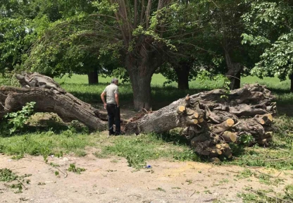 Asırlık dut ağacı ortadan ikiye ayrılıp devrildi