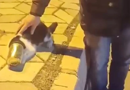 Başına konserve sıkışan kedi kurtarıldı