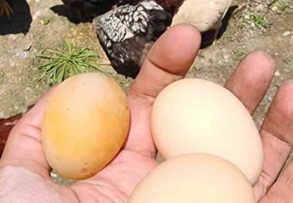 Bu yumurtayı gören gözlerine inanamadı