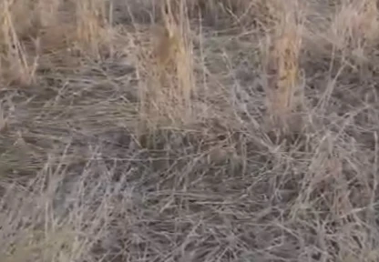 Elazığ'da araziler yaban domuzlarının istilasına uğradı