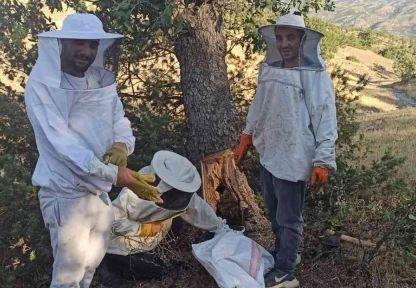 Elazığ'da arıların doğada ürettiği ballar bal avcıları tarafından toplanıyor