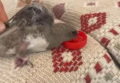 Elazığ'da atmaca sandığı ebabile su veren esnafın heyecanı gülümsetti