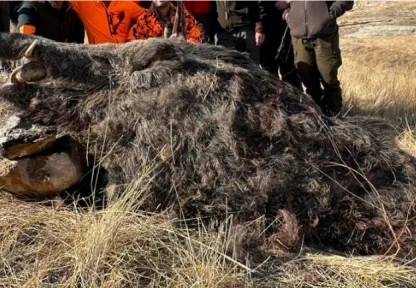 Elazığ'da avcılar 250 kiloluk domuz avladı