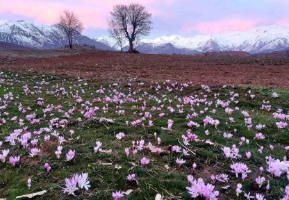 Elazığ'da baharın habercisi çiğdemler erken açtı