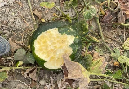 Elazığ'da bahçeler domuzlarının istilasına uğradı