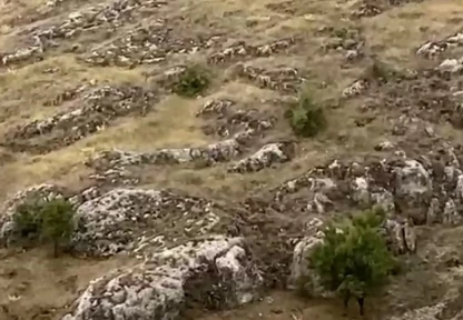 Elazığ'da dağ keçileri sürü halinde görüntülendi