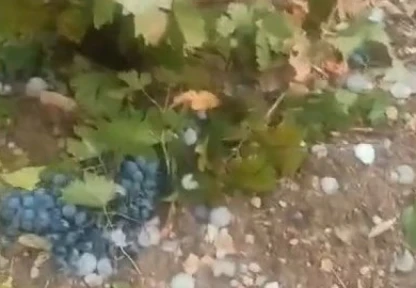 Elazığ'da dolu üzüm bağlarını vurdu