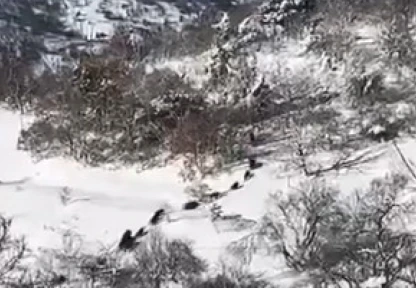 Elazığ'da domuz sürüsü görüldü