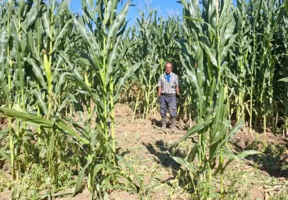 Elazığ'da domuz sürüsü mısır tarlasını talan etti