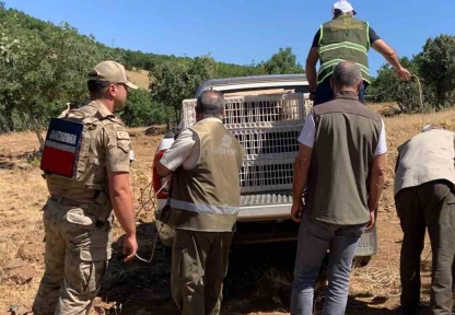 Elazığ'da kene ve zararlı böceklerle biyolojik mücadele çerçevesinde doğaya keklik salımı gerçekleşti