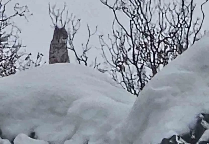 Elazığ'da koruma altındaki vaşak görüntülendi