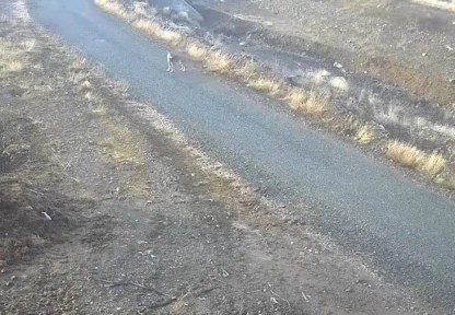 Elazığ'da mezraya inen kurt görüntülendi