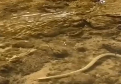 Elazığ'da su yılanı balık avlarken görüntülendi