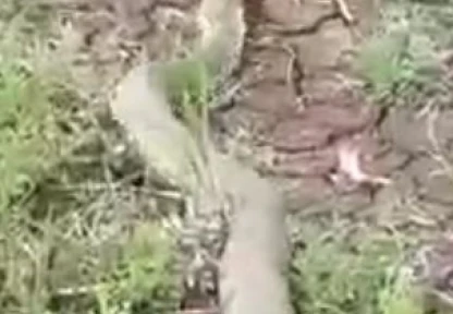Isırığı bir insanı öldürmeye yeten koca engerek yılanı görüntülendi