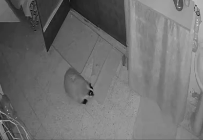 Kedilerinin mamasına dadanan porsuk için evine alarm sistemi kurdu