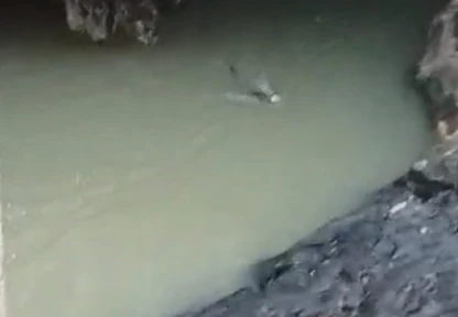 Su samuru balık avlarken görüntülendi