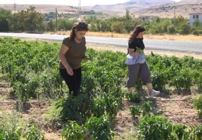 Tarlasını yine vatandaşa açtı, marketin yarı fiyatına satışa başladı