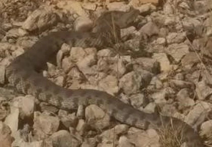 Tek ısırığı bir insanı öldürmeye yeten dev engerek yılanı görüntülendi