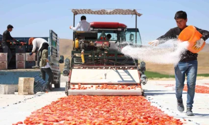 Dünya sofralarını süsleyen domateste 315 ton rekolte bekleniyor