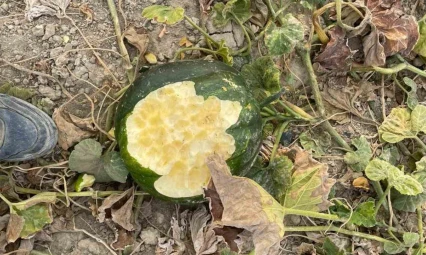 Elazığ'da bahçeler domuzlarının istilasına uğradı