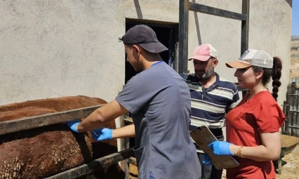 Elazığ'da besilik ithal hayvanlarda numune çalışması yapıldı