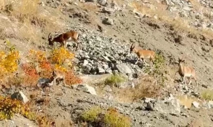 Elazığ'da dağ keçileri sürü halinde görüntülendi