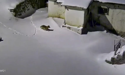 Elazığ'da evin çevresinde yiyecek arayan kurt kamerada