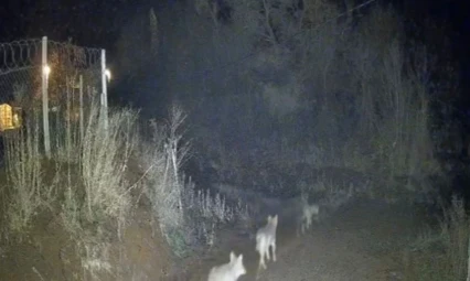 Elazığ'da kurtlar sürü halinde görüldü