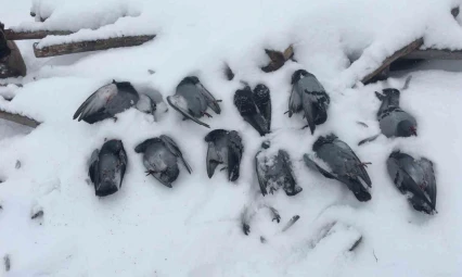 Elazığ'da onlarca güvercin donarak telef oldu