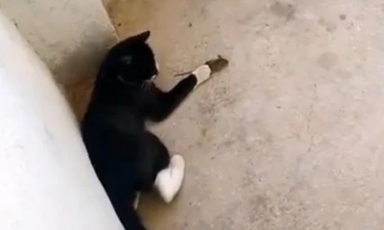 Elazığ'da 'kedinin fareyle oynadığı gibi oynamak' deyimi gerçek oldu