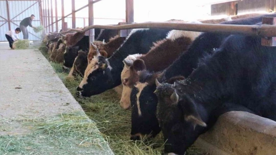 'Hayal bile edemezdik' diyen muhtar, TKDK'dan aldığı destek ile köyünü tavuk ve besi çiftliğine döndürdü