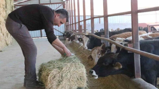 'Hayal bile edemezdik' diyen muhtar, TKDK'dan aldığı destek ile köyünü tavuk ve besi çiftliğine döndürdü