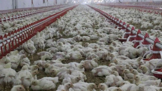 'Hayal bile edemezdik' diyen muhtar, TKDK'dan aldığı destek ile köyünü tavuk ve besi çiftliğine döndürdü