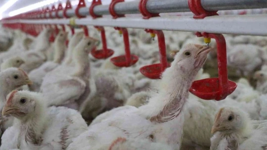 'Hayal bile edemezdik' diyen muhtar, TKDK'dan aldığı destek ile köyünü tavuk ve besi çiftliğine döndürdü