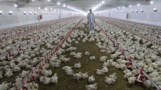 'Hayal bile edemezdik' diyen muhtar, TKDK'dan aldığı destek ile köyünü tavuk ve besi çiftliğine döndürdü